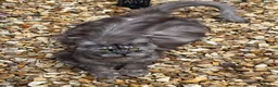 Maine Coon cats for sale: Beautiful litter of 5 main coons  in Cambridge - Advert 11