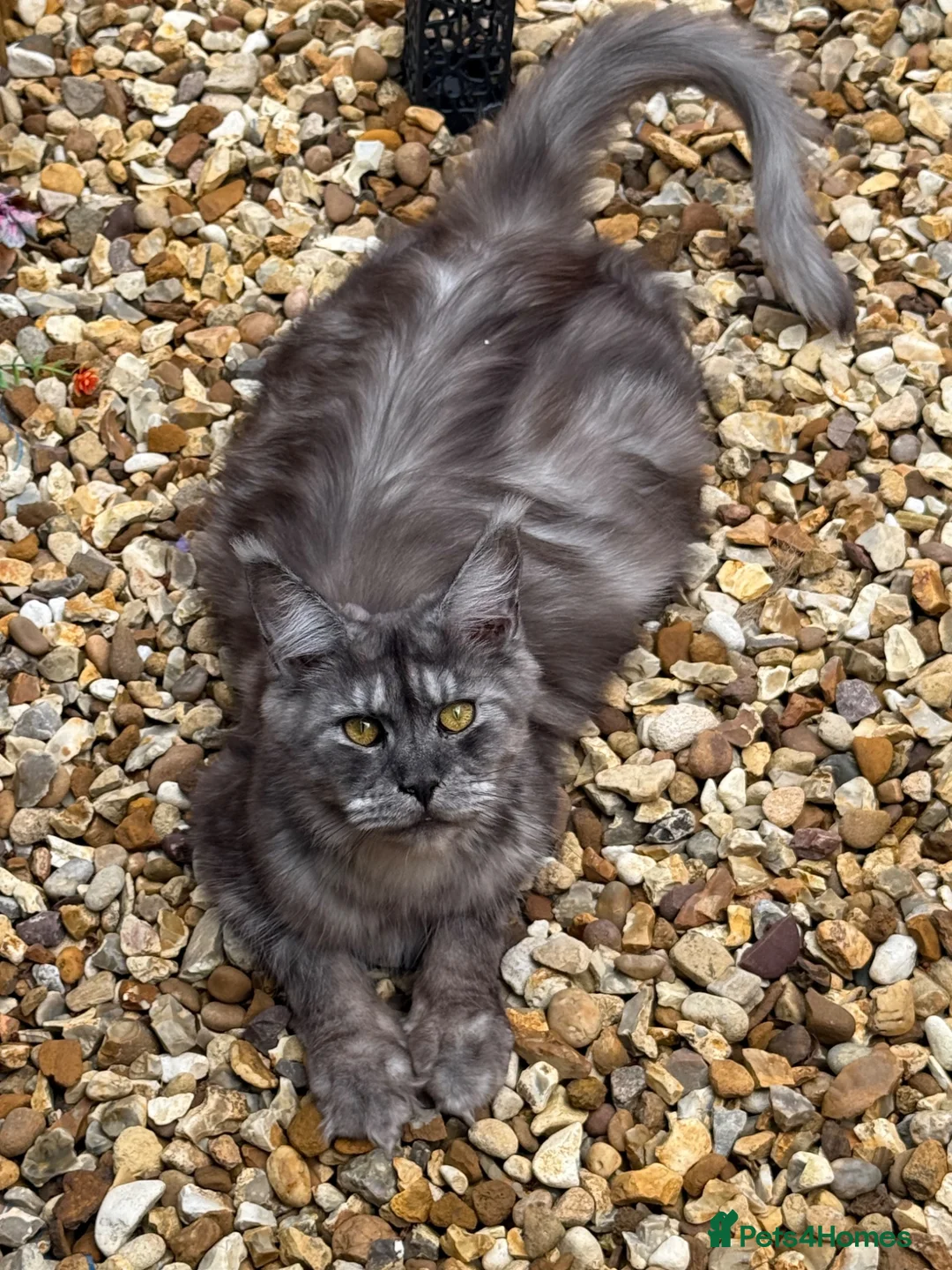 Maine Coon cats for sale: Beautiful litter of 5 main coons  in Cambridge - Advert 11