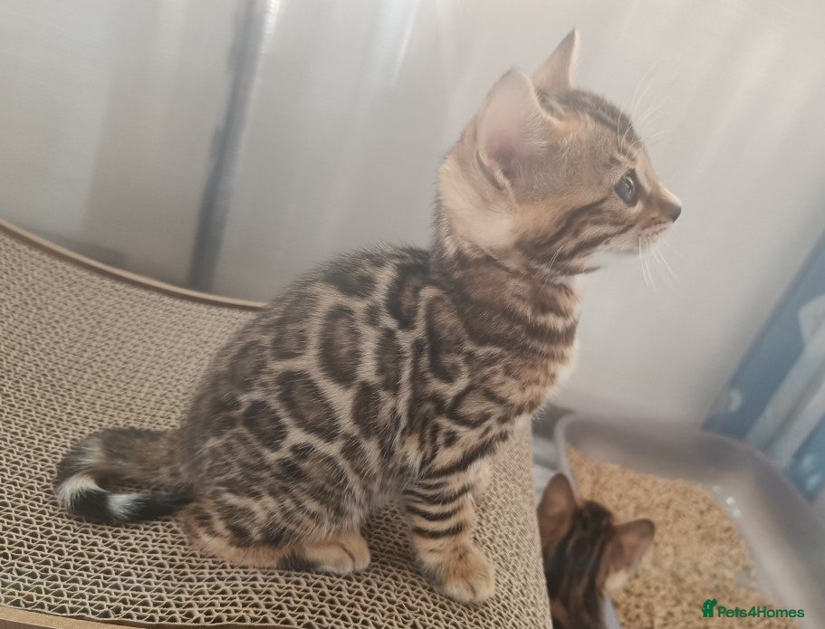 Bengal cats for sale: Absolutely beautiful pedigree bengal kittens - Advert 18