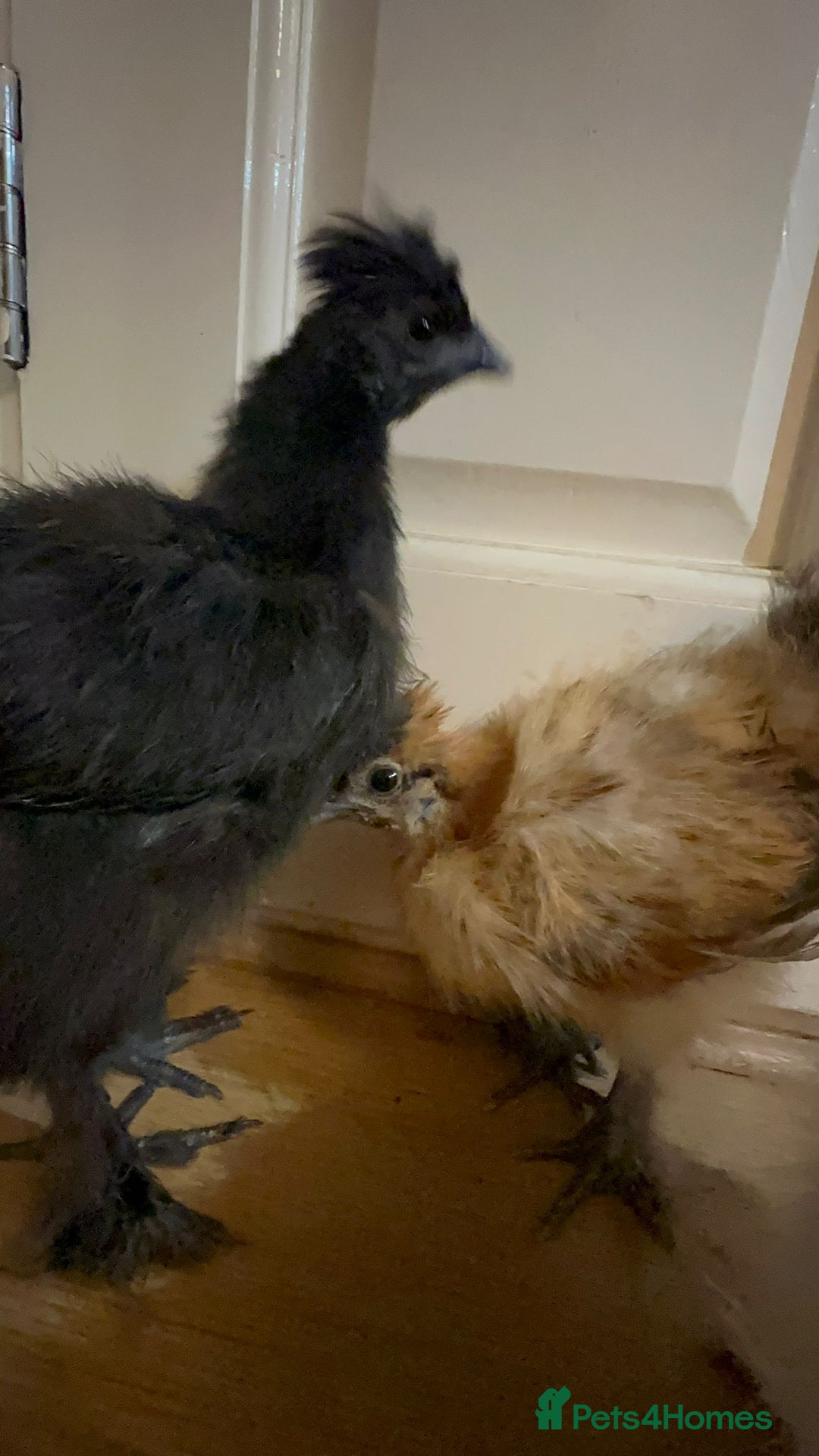 Chickens poultry for sale: 3 Silkie Purebreds for £90 - Advert 9