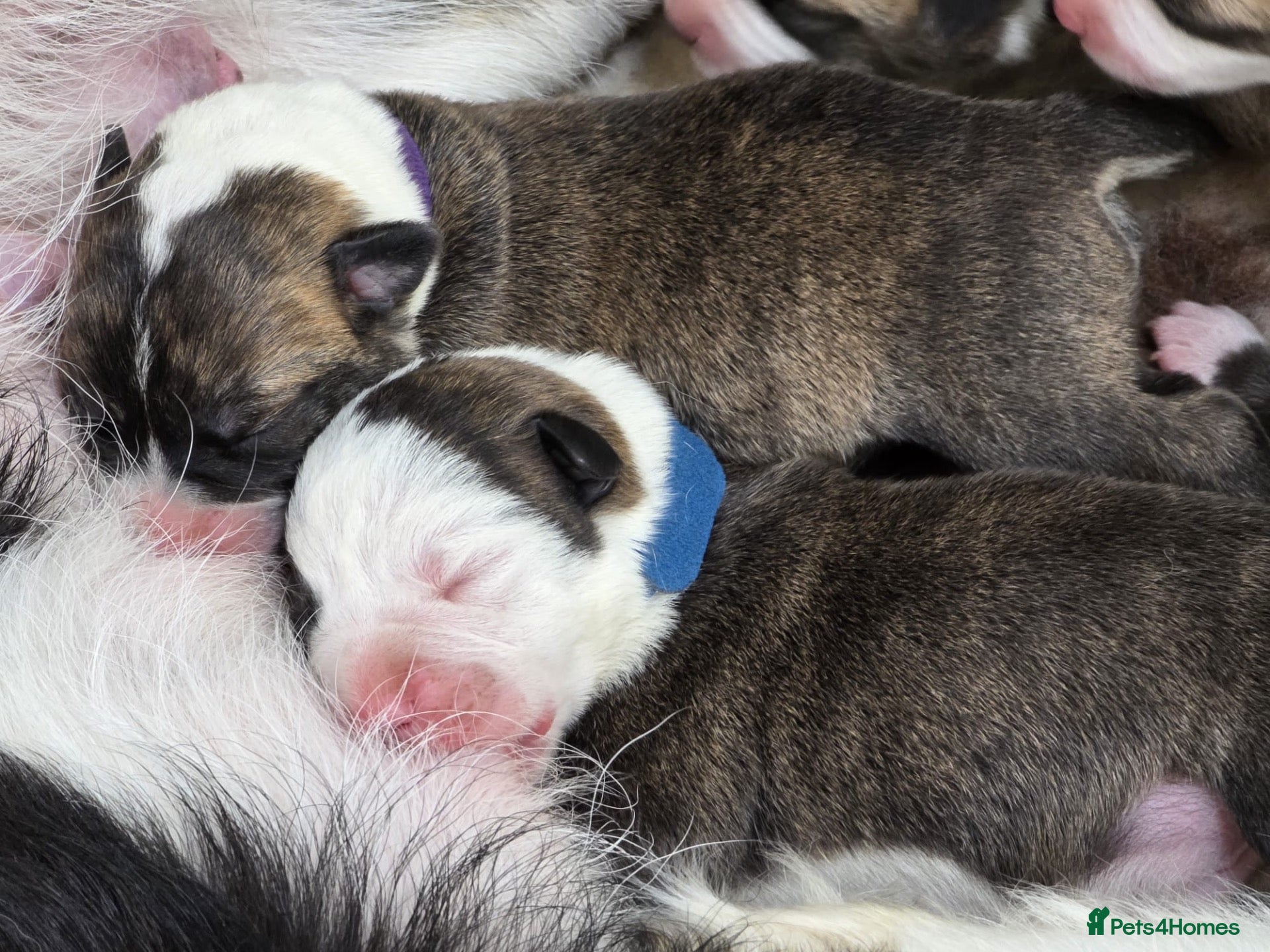 Mixed Breed dogs BORDER COLLIE and STAFF CROSS PUPPIES - Advert 11