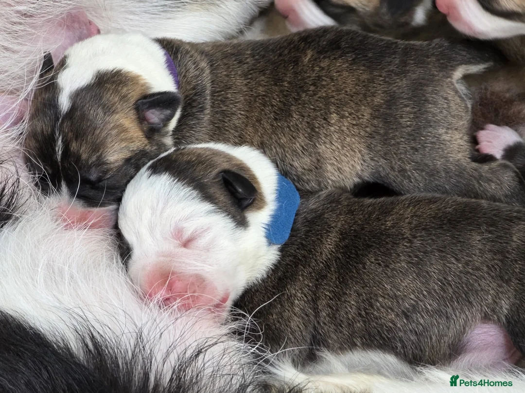 Mixed Breed dogs for sale:  READY TO GO BORDER COLLIE and STAFF CROSS PUPPIES - Advert 1