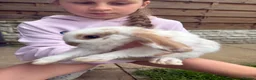 Mixed Breed rabbits for sale: Baby rabbits and mother and father for sale  in Daventry - Advert 2