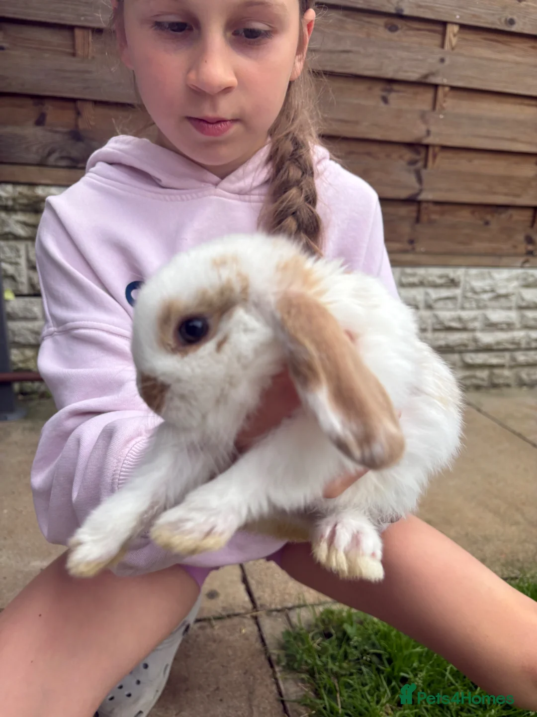 Mixed Breed rabbits for sale: Baby rabbits and mother and father for sale  in Daventry - Advert 2