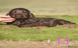 Cocker Spaniel dogs for sale: Show type cocker spaniel pups by Rosie - Image 9