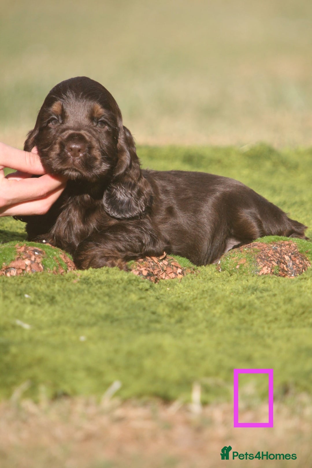 Cocker Spaniel dogs for sale: Show type cocker spaniel pups by Rosie - Image 9