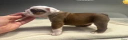 English Bulldog dogs for sale: Champion Jackarhys unwritten  - Advert 3