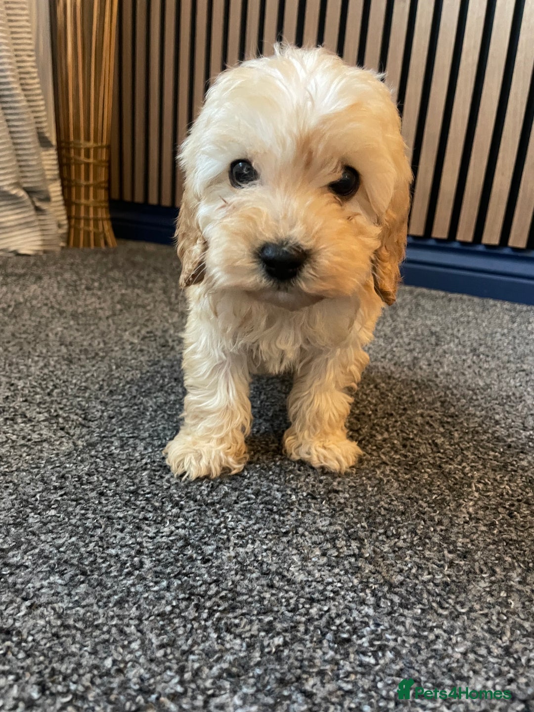 Cockapoo dogs for sale: Cockapoos  - Image 11