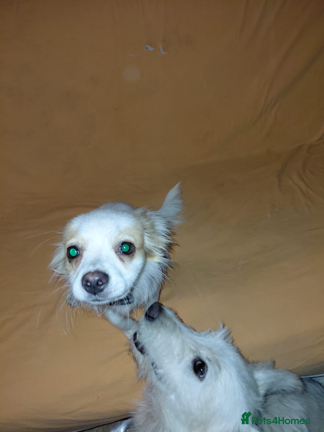 Mixed Breed dogs for adoption: Beautiful and Gentle NIVA - for a Loving Home - Image 9