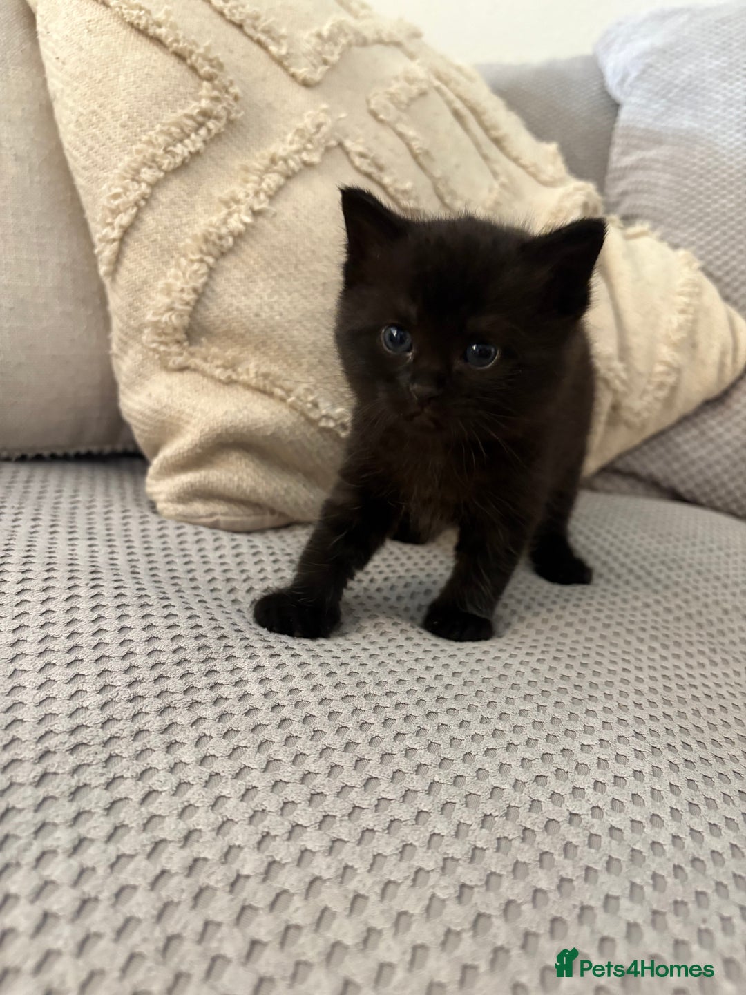 Mixed Breed cats for sale: Adorable kittens for sale  - Image 5
