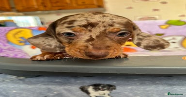 Dachshund dogs - Advert 8