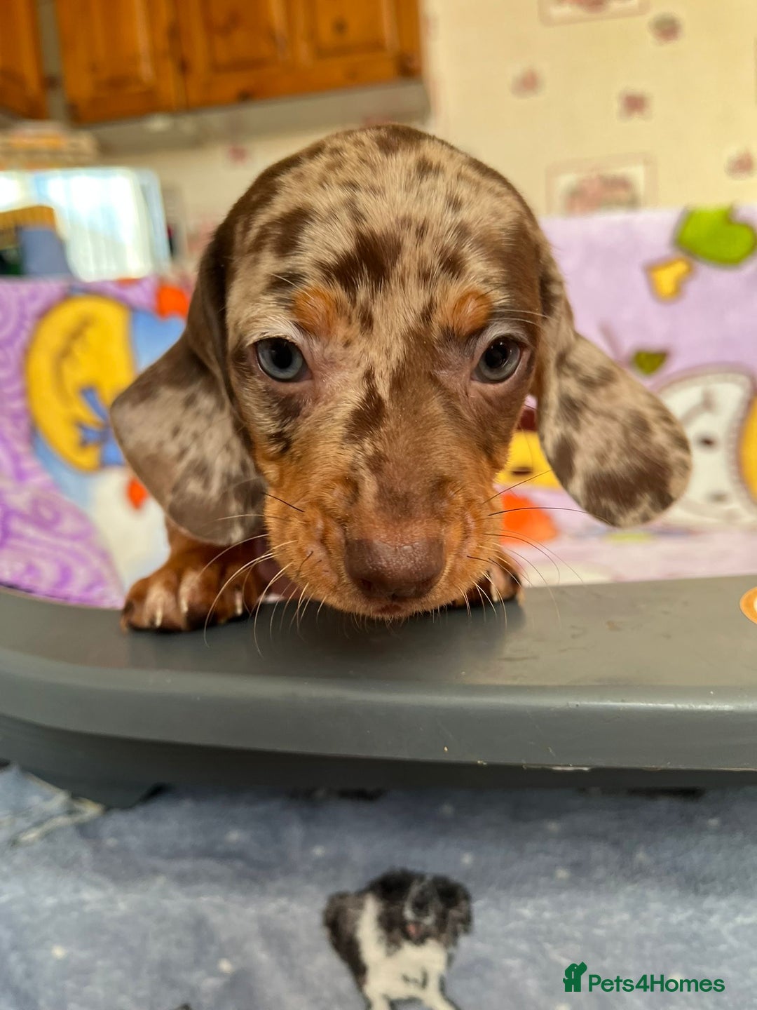Dachshund dogs for sale: Just one girl left. Ready for her new homes - Advert 9