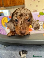 Dachshund dogs - Advert 6