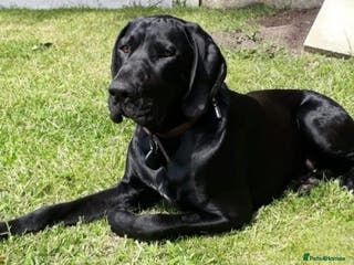 German Shorthaired Pointer dogs PROVEN full KC Reg GSP 5th Generation working in Liverpool - Advert 3