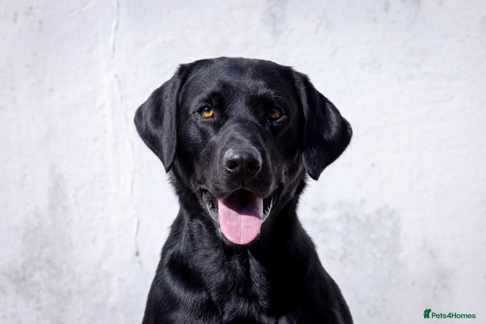 Labrador Retriever dogs Black Labrador Stud - Carries Yellow - Advert 1