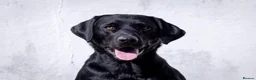 Labrador Retriever dogs for stud: Black Labrador Stud - Carries Yellow - Advert 1