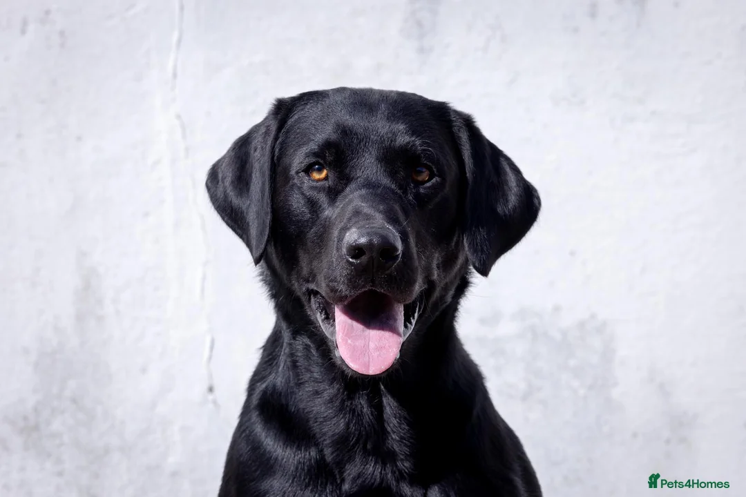 Labrador Retriever dogs for stud: Black Labrador Stud - Carries Yellow - Advert 1