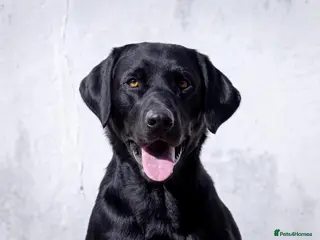 Labrador Retriever dogs for stud: Black Labrador Stud - Carries Yellow - Advert 1