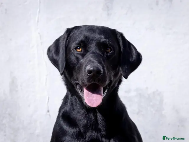 Labrador Retriever dogs for stud: Black Labrador Stud - Carries Yellow - Advert 1