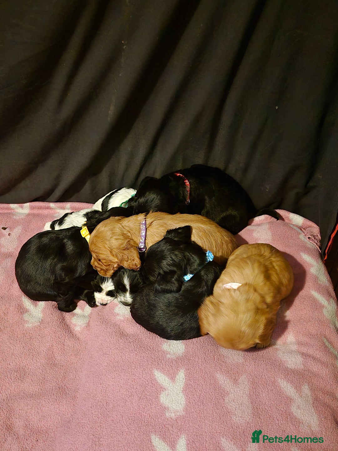 Mixed Breed dogs for sale: Sproker spaniel cross Cavalier King Charles  - Advert 1