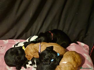 Mixed Breed dogs Sproker spaniel cross Cavalier King Charles - Advert 1