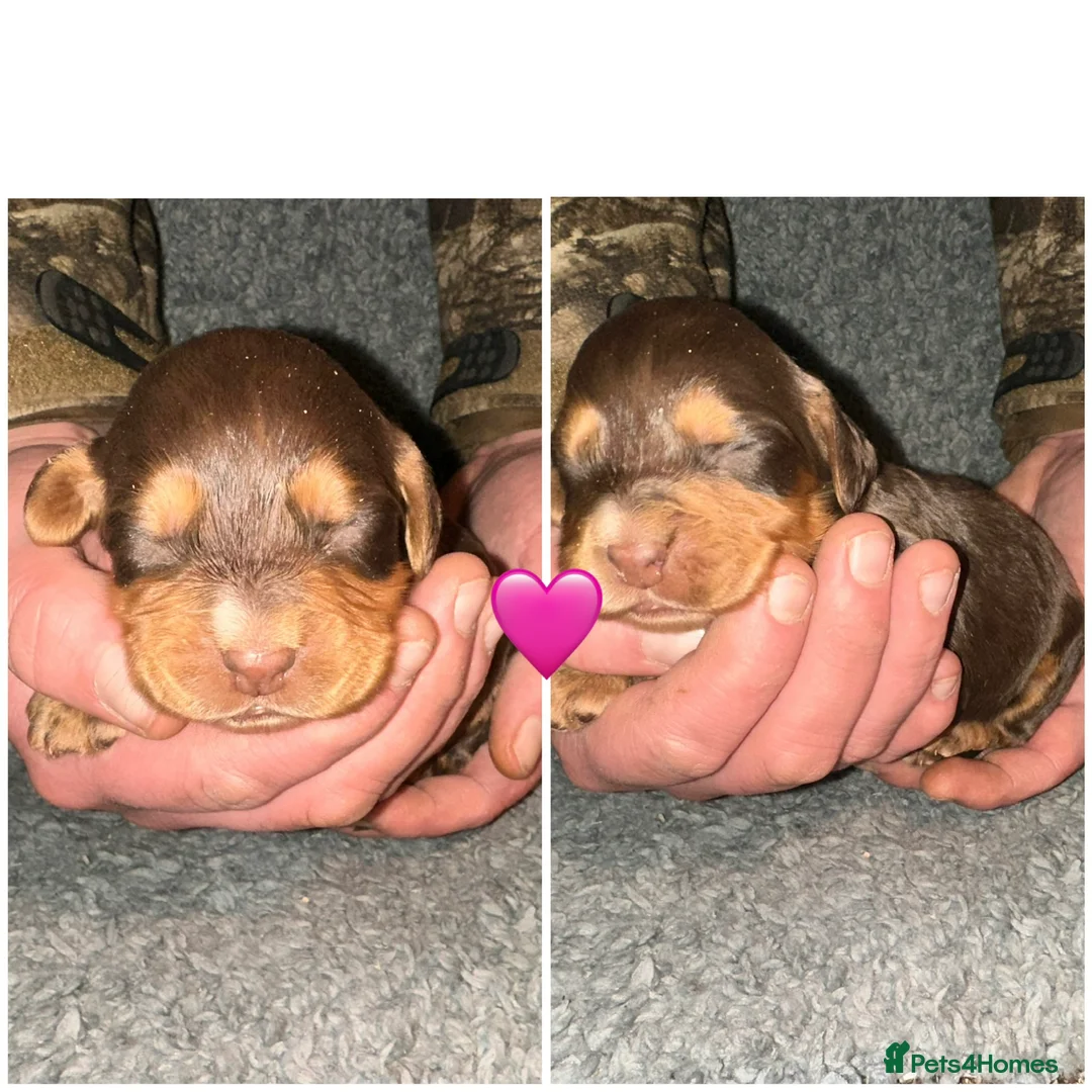 Cocker Spaniel dogs for sale: Beautiful Cocker Spaniel -LAST BOY LEFT 💙 - Advert 4