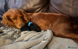 Cocker Spaniel dogs for sale: F1b cocker spaniel puppies for sale - Image 8