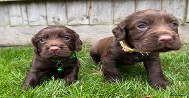 Cocker Spaniel dogs - Advert 4
