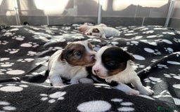 Biewer Terrier dogs for sale: 4 Biewer Terrier Puppies for Sale in Cheshire  - Image 9