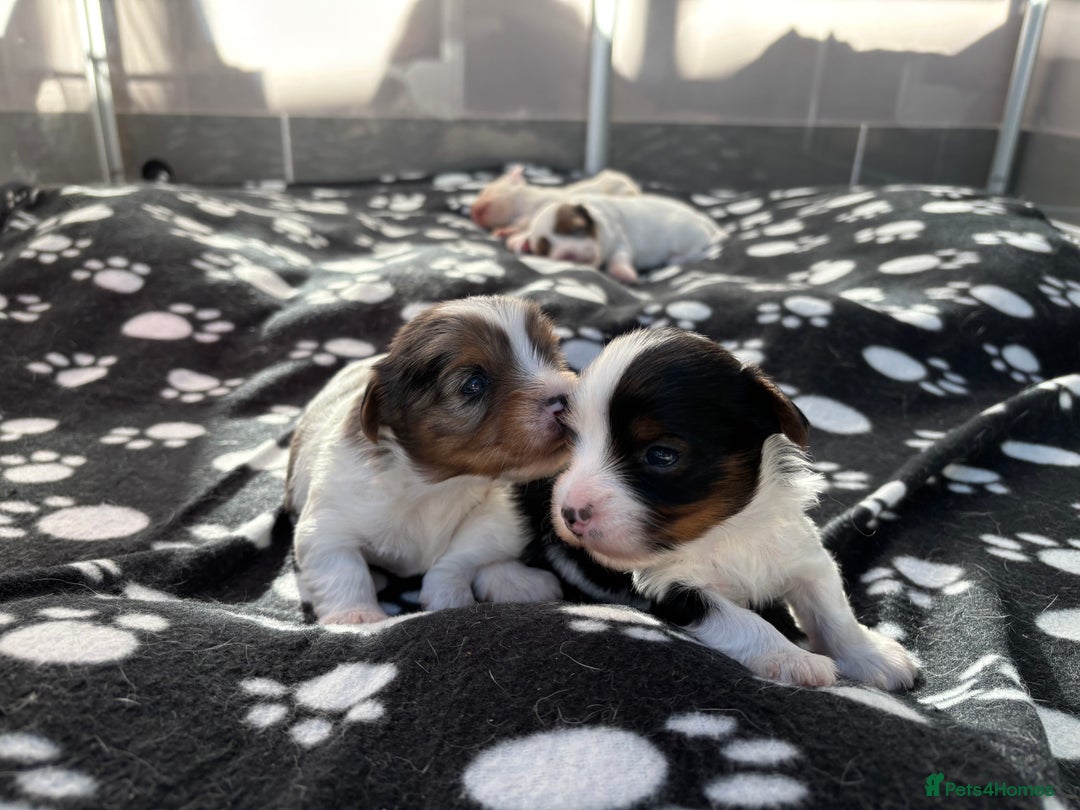 Biewer Terrier dogs for sale: 4 Biewer Terrier Puppies for Sale in Cheshire  - Image 9