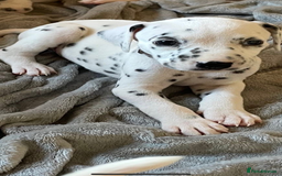 Dalmatian dogs for sale: Dalmatian puppies  - Image 7