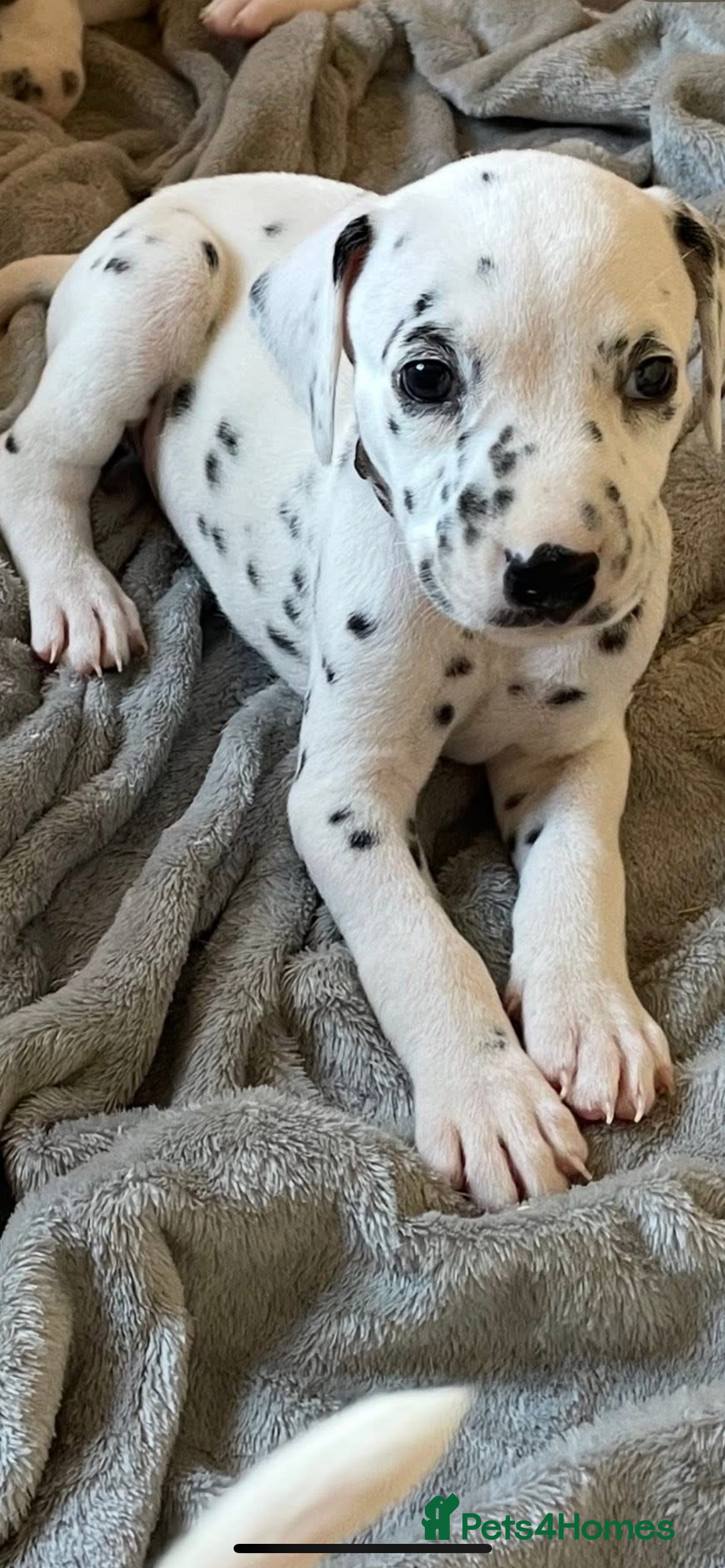 Dalmatian dogs for sale: Dalmatian puppies  - Image 7