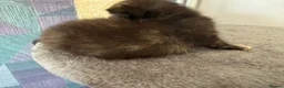 Mixed Breed cats for sale: Three ginger boys One Tortie Girl - Advert 6