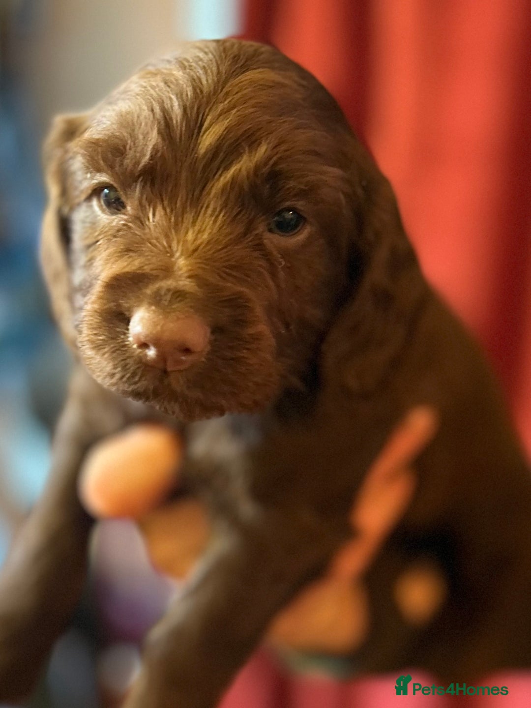 Cocker Spaniel dogs for sale: Pedigree Working Cocker Spaniel pups for sale  - Advert 15