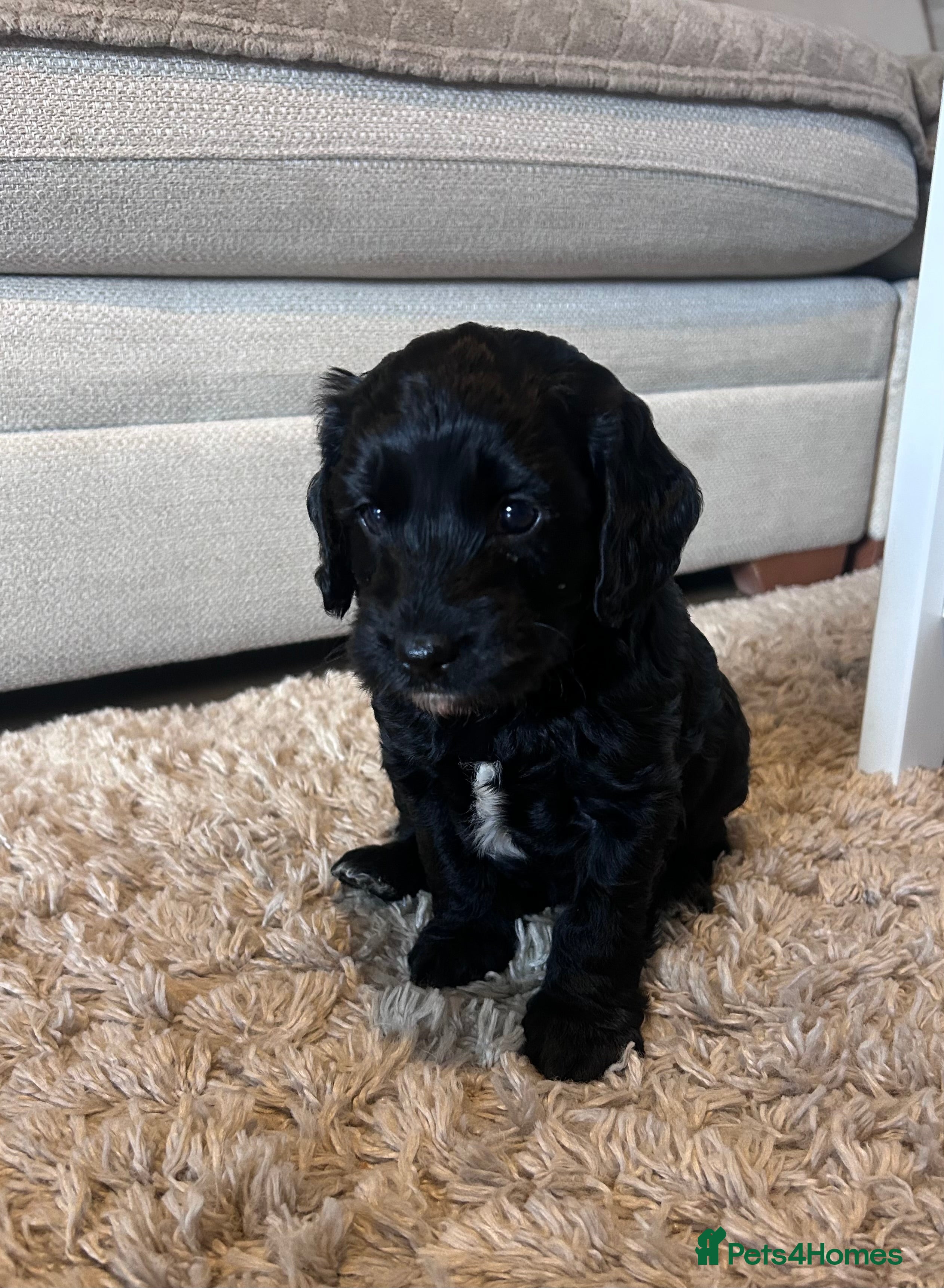 Cockapoo dogs Beautiful cockapoo boy ❤️ - Advert 17