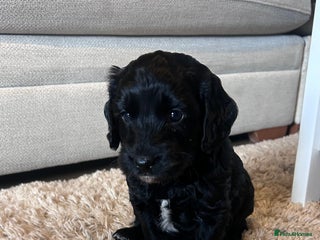 Cockapoo dogs Beautiful cockapoo boy ❤️ - Advert 17