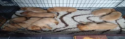 Labrador Retriever dogs for sale: Kc registered fully health tested puppies  in Barnsley - Advert 7