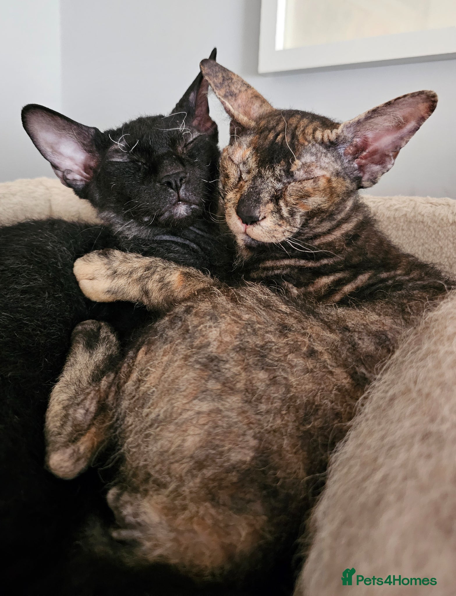 Sphynx cats for sale: Sphynx x Siamese young cat - Advert 10