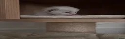Ragdoll cats for sale: Outstanding reg female bicolour ragdoll kitten  in London - Advert 15