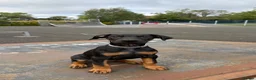 Dobermann dogs for sale: 1 FEMALE READY TO LEAVE NOW!! | Doberman pups!  - Advert 4