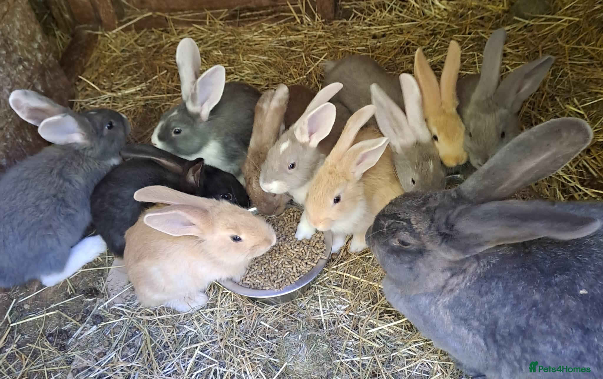 Continental Giant rabbits PURE bred Continental Giants - Vaccinated RESERVE  - Advert 4