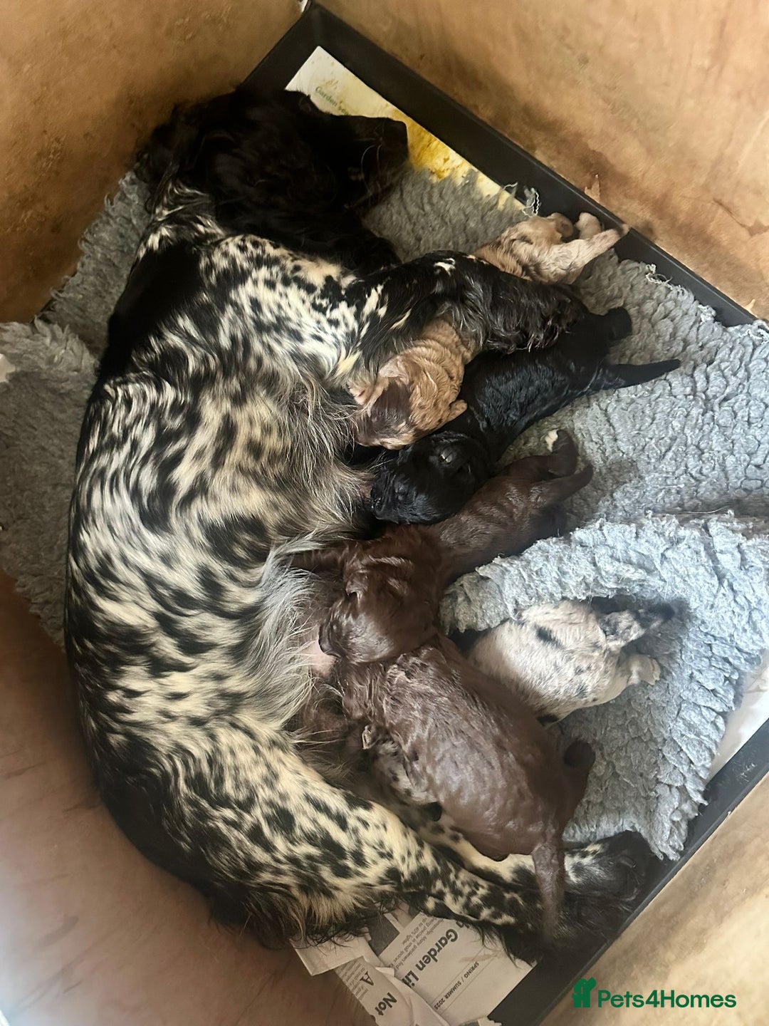 Cockapoo dogs for sale: Stunning F1 Cockapoo Puppies - Image 1