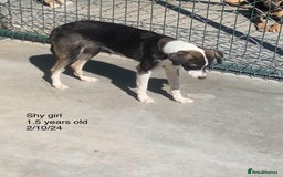 Mixed Breed dogs for adoption: Kaia, 1.5 yrs approx. Available for adoption. - Advert 5
