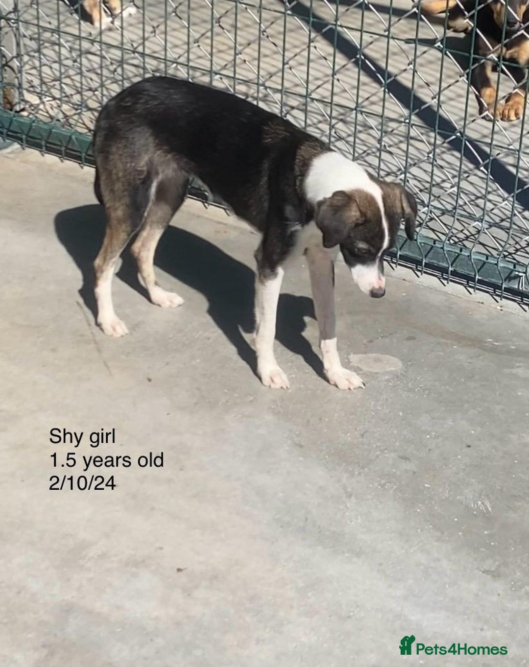 Mixed Breed dogs for adoption: Kaia, 1.5 yrs approx. Available for adoption. - Advert 5