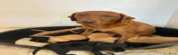 Labrador Retriever dogs for sale: LABRADOR PUPS. KC REG & COUNCIL LICENSED. 0%ROI - Advert 12