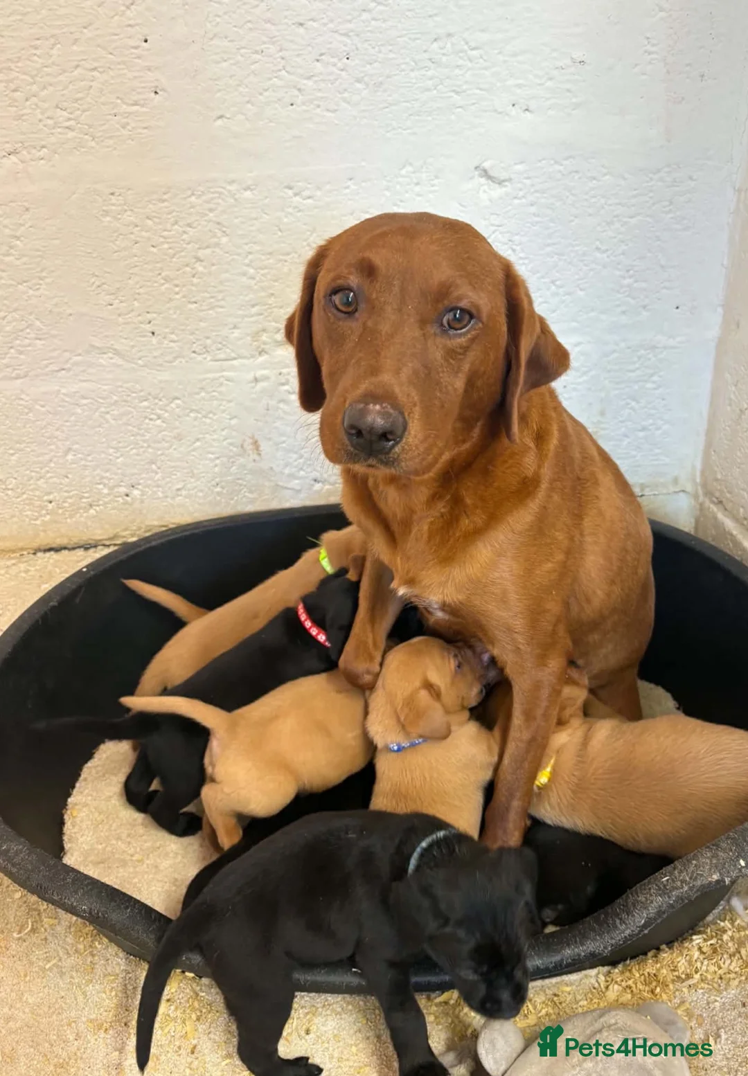 Labrador Retriever dogs for sale: LABRADOR PUPS. KC REG & COUNCIL LICENSED. 0%ROI - Advert 12