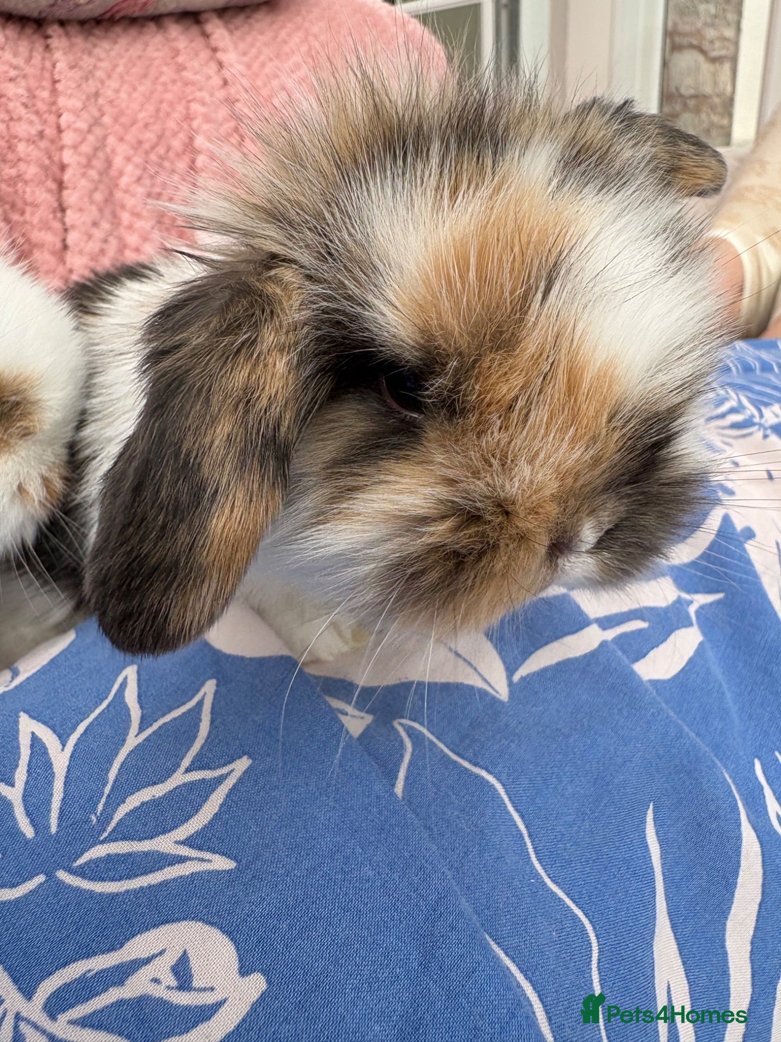 Mini Lop rabbits Mini lops-raised indoors-vaccinated  - Advert 1