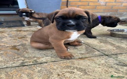 Boxer dogs for sale: KC PEDIGREE BOXER PUPPIES  - Image 7
