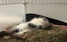 Guinea Pig rodents for sale: 2 Male Guinea pigs with cage - Image 5