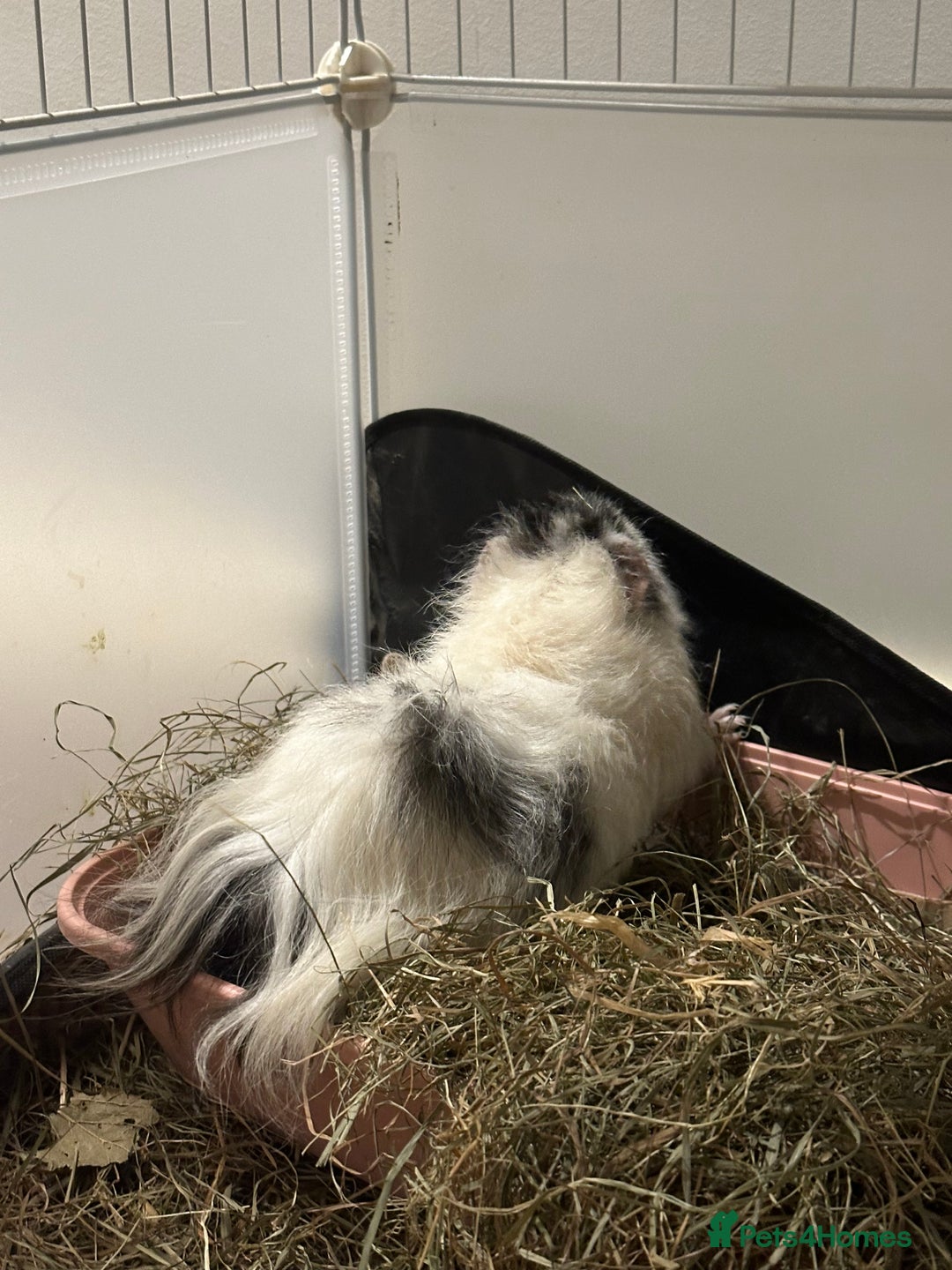 Guinea Pig rodents for sale: 2 Male Guinea pigs with cage - Image 5
